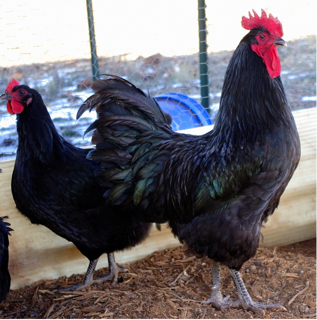 Pure Black Jersey Giant & Pure French Black Copper Marans Hatching Eggs